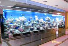 定做亞克力魚缸